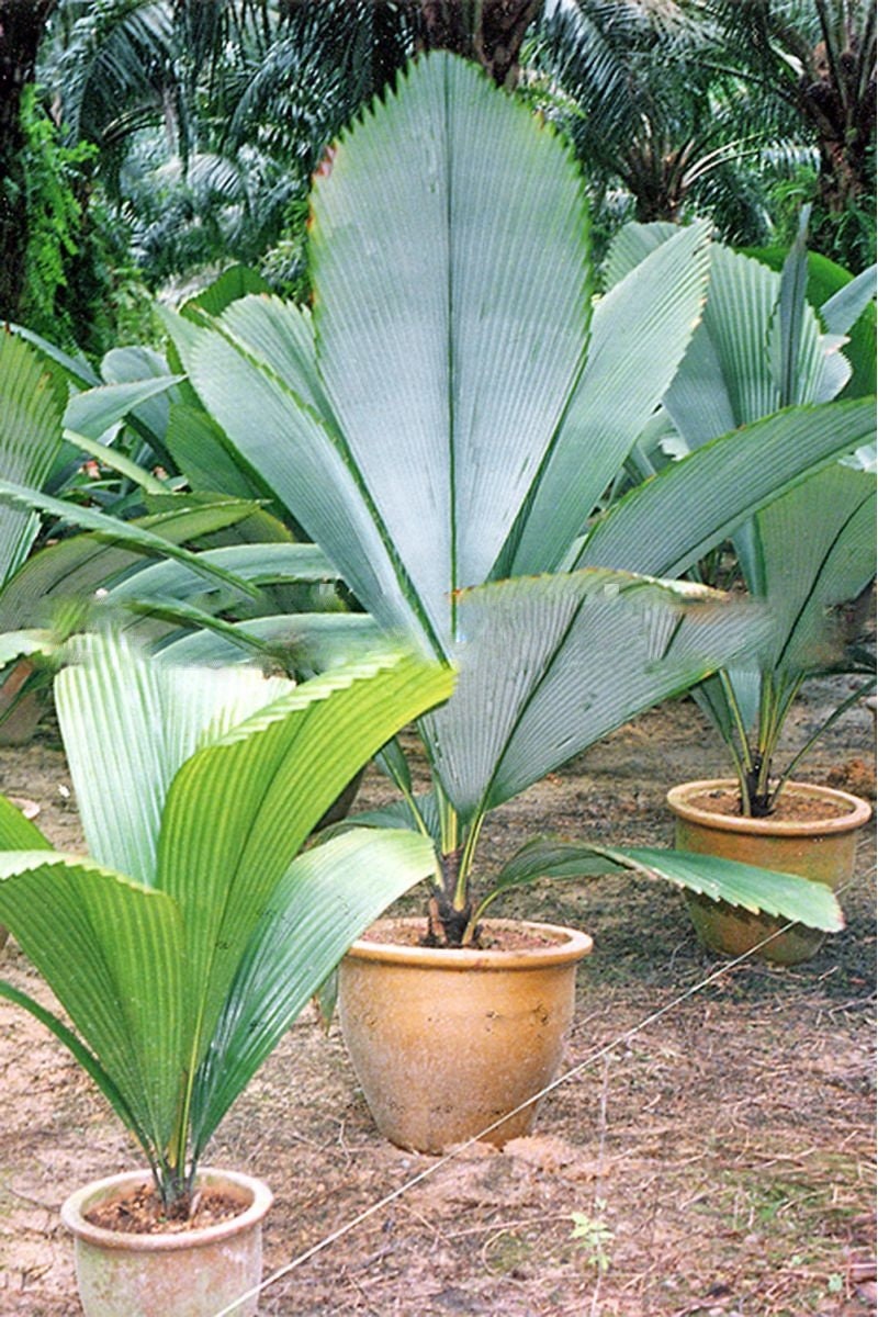 Johannesteijsmannia magnifica - Silver Joey - (25-30 cm) plant