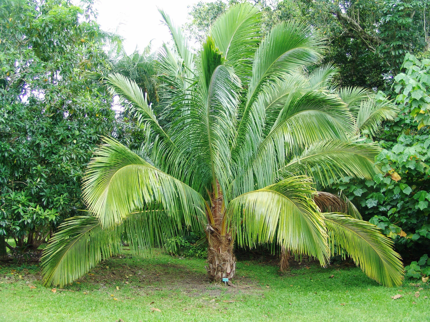 Beccariophoenix fenestralis - Madagaskar-Kokospalme - (20-30 cm) Pflanze