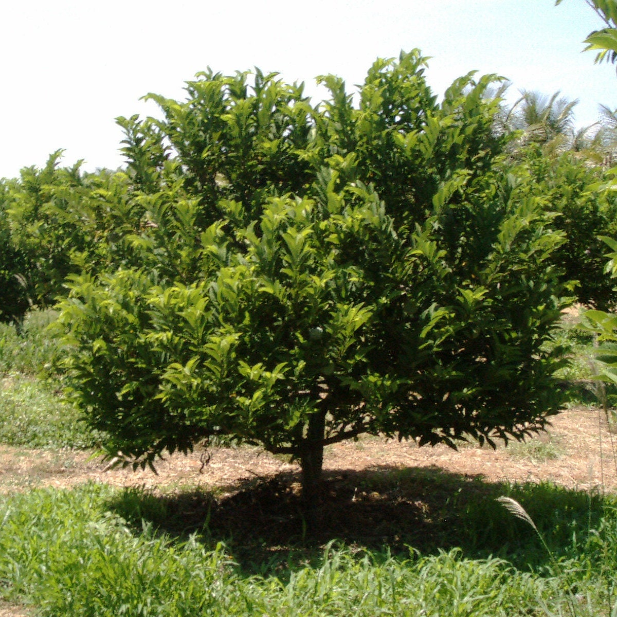 Annona squamosa - Zuckerapfel, Sweetsop - Pflanze 20-30 cm
