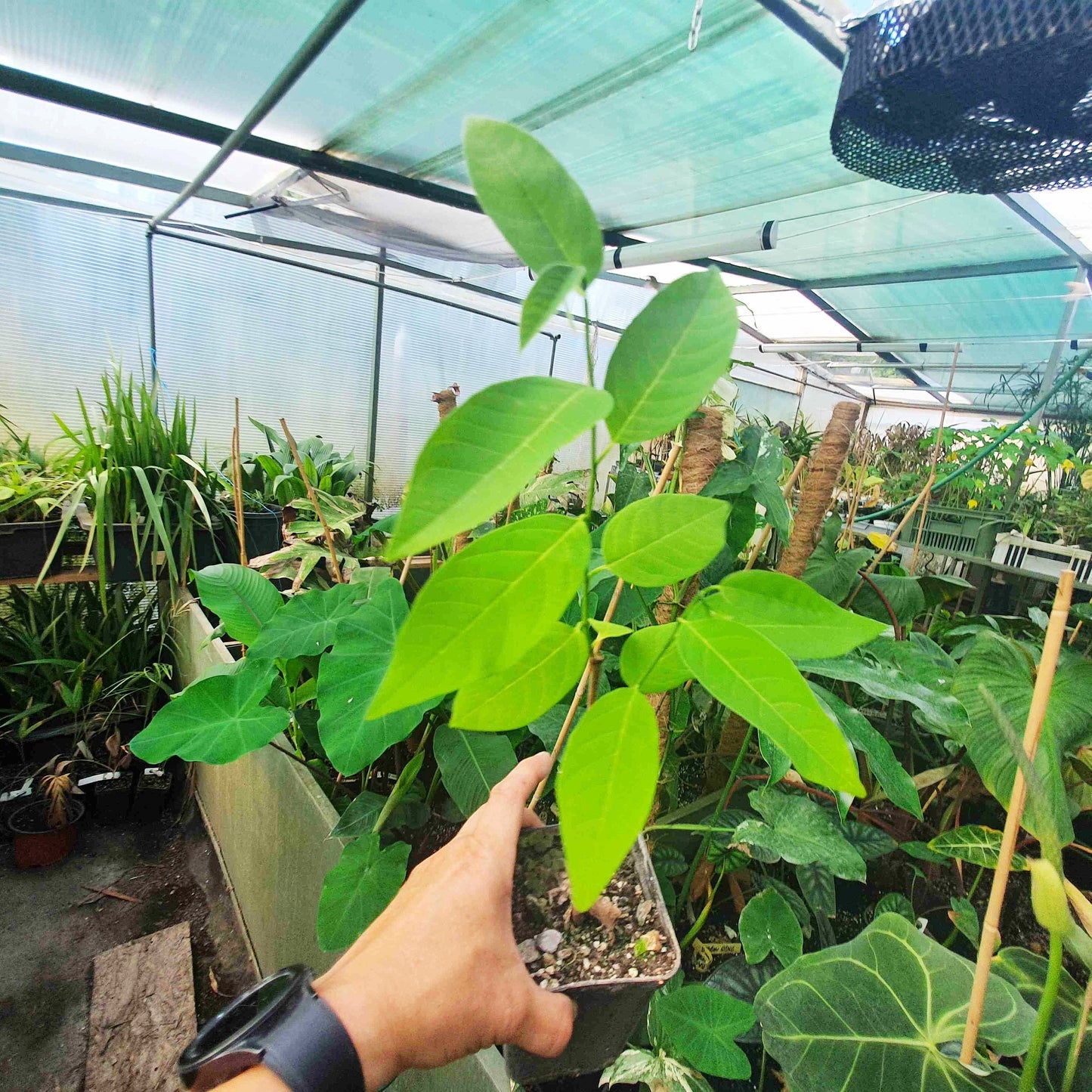 Annona squamosa - Zuckerapfel, Sweetsop - Pflanze 20-30 cm