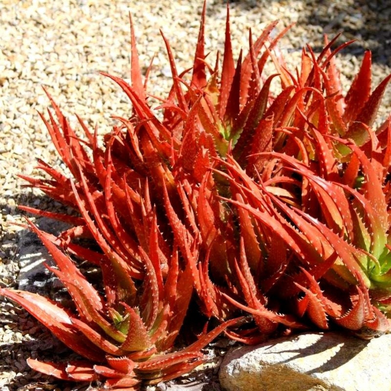 Aloe cameroni - Red aloe - 25 x  pieces fresh succulent seeds