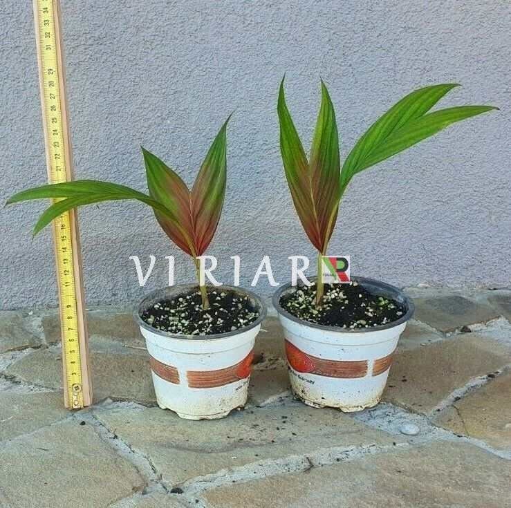 Calyptrocalyx albertisianus - Sunset palm - Plant - (15-20 cm)