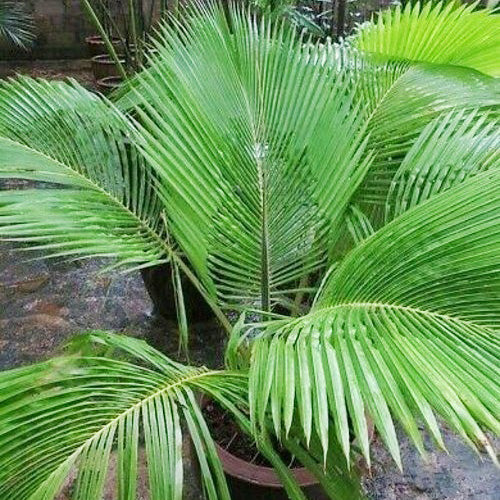 Beccariophoenix fenestralis - Madagascar Coconut Palm - (20-30 cm) plant